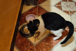 Adoptie pui de pisica Bacau - imagine 2