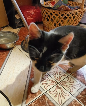 Adoptie pui de pisica Bacau - imagine 3