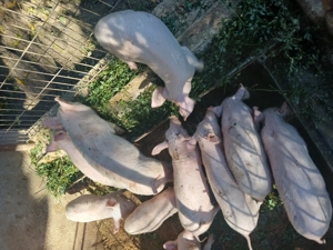 Purcei landrace 8 saptamani - imagine 3 Purcei landrace 8 saptamani - imagine 3