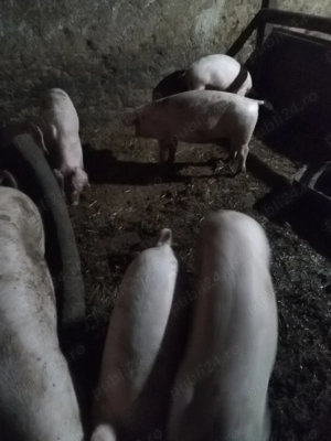 Porci și purcei de vanzare  - imagine 2 Porci și purcei de vanzare  - imagine 2