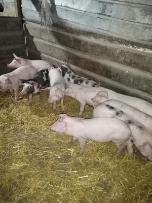 Purcei și porci de vanzare