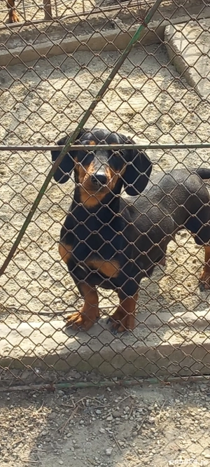 schimb cățelușă Teckal vârstă 2 ani