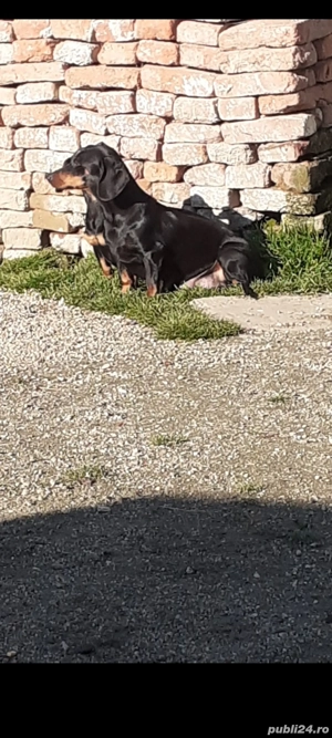 schimb cățelușă Teckal vârstă 2 ani - imagine 2