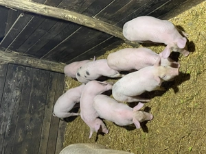 Purcei 8 săptămâni 