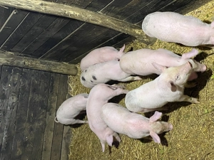 Purcei 8 săptămâni  - imagine 3