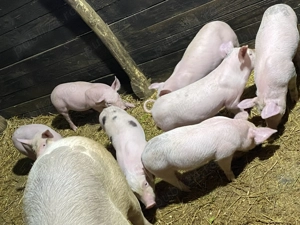 Purcei 8 săptămâni  - imagine 2