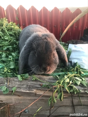 vănd mascul berbec german - imagine 2 vănd mascul berbec german - imagine 2