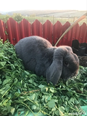 vănd mascul berbec german