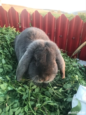 vănd mascul berbec german - imagine 3 vănd mascul berbec german - imagine 3