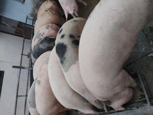 Vând porcii marele alb cu petrean