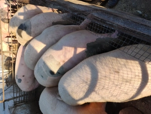 Vând porcii marele alb cu petrean  - imagine 4 Vând porcii marele alb cu petrean  - imagine 4