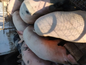 Vând porcii marele alb cu petrean  - imagine 3 Vând porcii marele alb cu petrean  - imagine 3