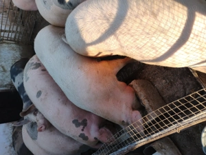 Vând porcii marele alb cu petrean  - imagine 2 Vând porcii marele alb cu petrean  - imagine 2