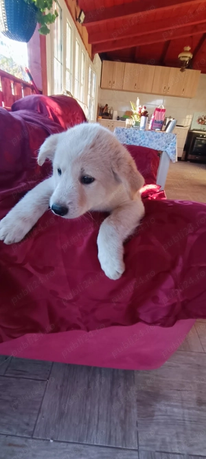 Donez cățeluși talie mare 7 săptămâni . Deparazitați vaccinați. 