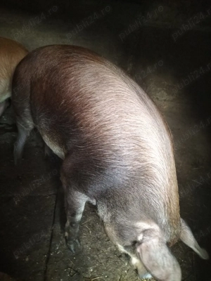 Vând porc rasa duroc