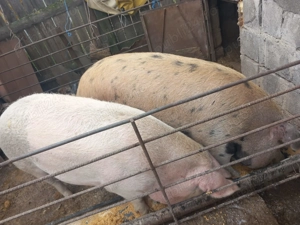 Porci de rezervat pentru Sărbători - imagine 2