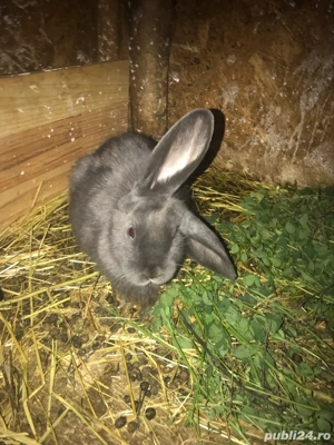 vând pui de rasă berbec germn