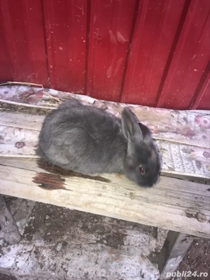 vând pui de rasă berbec germn - imagine 2 vând pui de rasă berbec germn - imagine 2