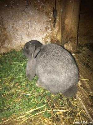 vând pui de rasă berbec germn - imagine 4 vând pui de rasă berbec germn - imagine 4