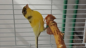 Canari 2025   porumbei satinati 2025 - imagine 4