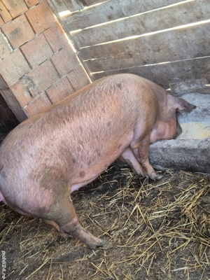 porci de vanzare 