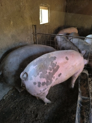 Porci de carne și rasă mixtă  - imagine 3