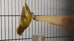 Canari 2025   porumbei satinati 2025 - imagine 5