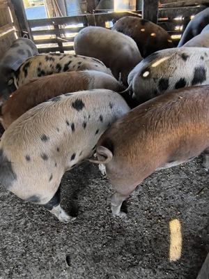 Porci de carne și rasă mixtă 