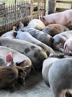 Porci de carne și rasă mixtă  - imagine 4