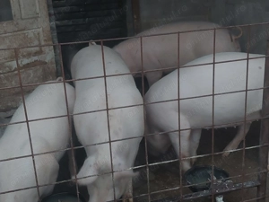 Porci de carne de vanzare - imagine 5 Porci de carne de vanzare - imagine 5