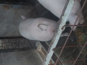 Porci de carne de vanzare - imagine 3 Porci de carne de vanzare - imagine 3