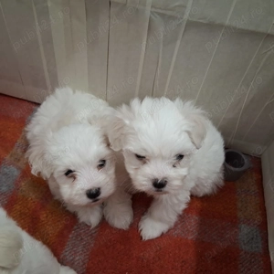 Bichon malteze alb