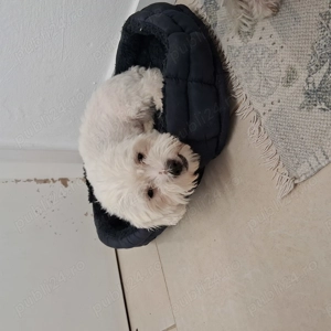 Bichon malteze alb - imagine 3 Bichon malteze alb - imagine 3