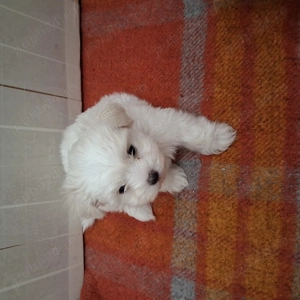 Catei bichon 