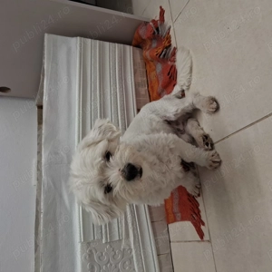 Bichon malteze alb - imagine 4 Bichon malteze alb - imagine 4