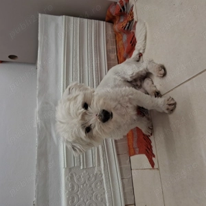 Bichon malteze alb - imagine 5 Bichon malteze alb - imagine 5