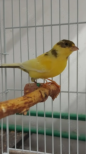 Canari 2025   porumbei satinati 2025