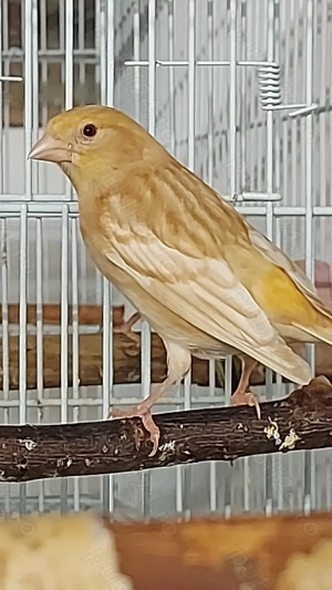 Canari 2025   porumbei satinati 2025 - imagine 6