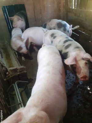 Vând porci de țară! Se pot arvoni pentru sărbatori!