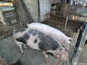 Dau porci de vanzare