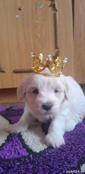 De vânzare  - imagine 3 De vânzare  - imagine 3