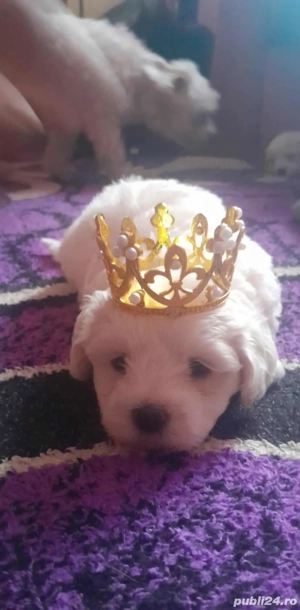 De vânzare  - imagine 4 De vânzare  - imagine 4