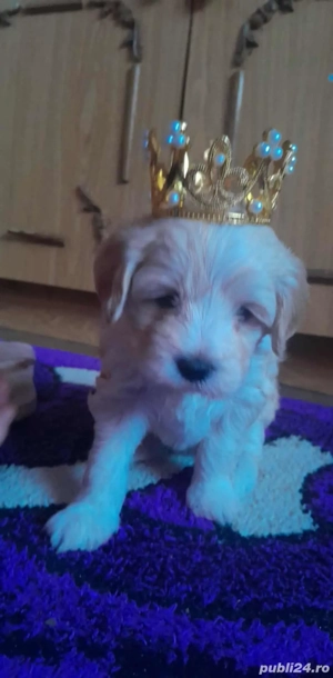 De vânzare  - imagine 2 De vânzare  - imagine 2