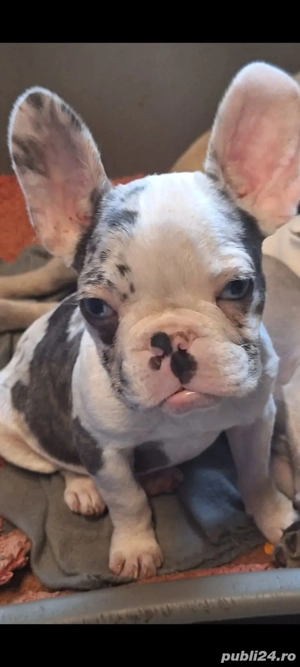 catei bulldog francez