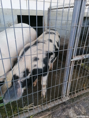 Vând purcei  - imagine 2