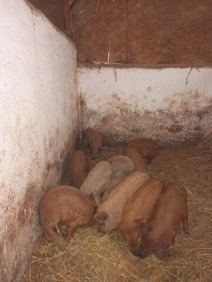 Purcei mangalița rasă pură de vânzare  - imagine 2