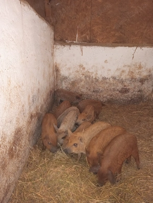 Purcei mangalița rasă pură de vânzare  - imagine 3