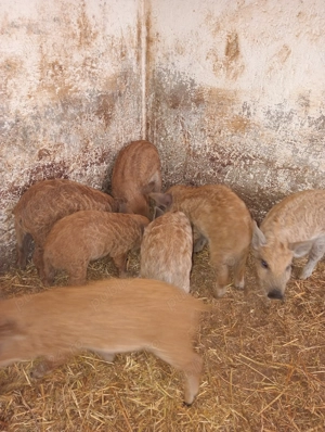 Purcei Mangalița rasă pură disponibili peste o săptămână  - imagine 3