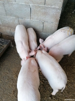 Vând purcei  - imagine 4