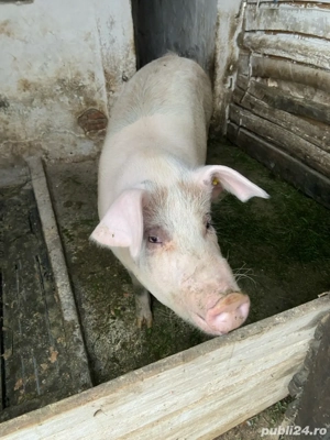 purcea disponibila  - imagine 2 purcea disponibila  - imagine 2